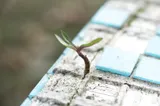 GAP to a Hoped for Future